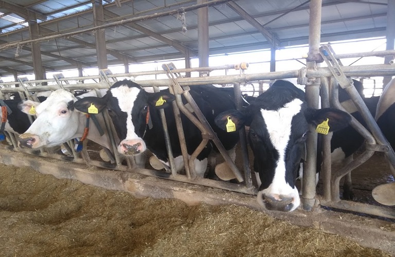 Κόστος ζωοτροφών, ενέργειας και εργατικών χεριών πλήττουν την κτηνοτροφία