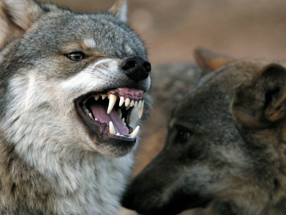 Θεσσαλονίκη: λύκοι κατασπάραξαν σκύλο – Σοκαρισμένοι οι κάτοικοι