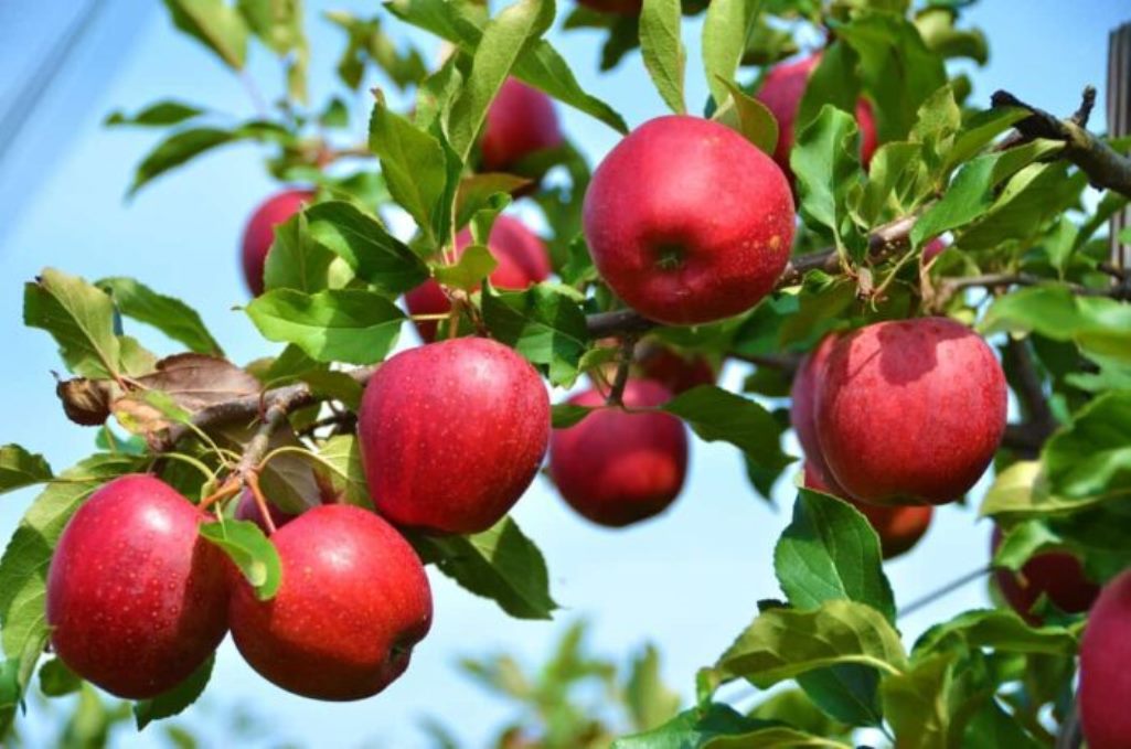 Ν. Γκαρά: «Εκτός των ενισχύσεων de minimis από την κυβέρνηση Μητσοτάκη οι παραγωγοί μήλων του Νομού Έβρου»