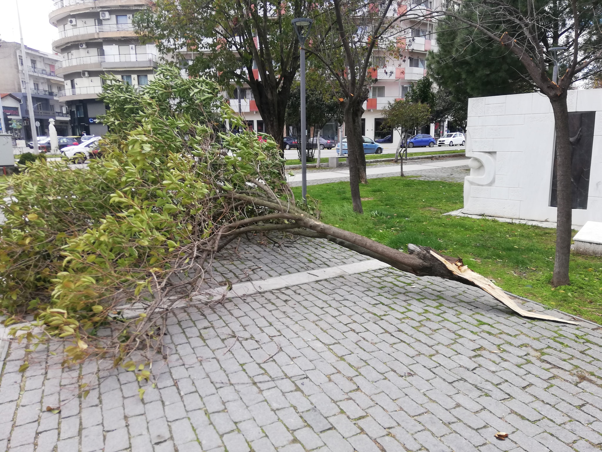 Κομοτηνή: Οι θυελλώδεις άνεμοι έριξαν δένδρα σε αυτοκίνητα, καθώς και τούβλα από ταράτσα έπεσαν πάνω σε δύο καταστήματα εστίασης (video)