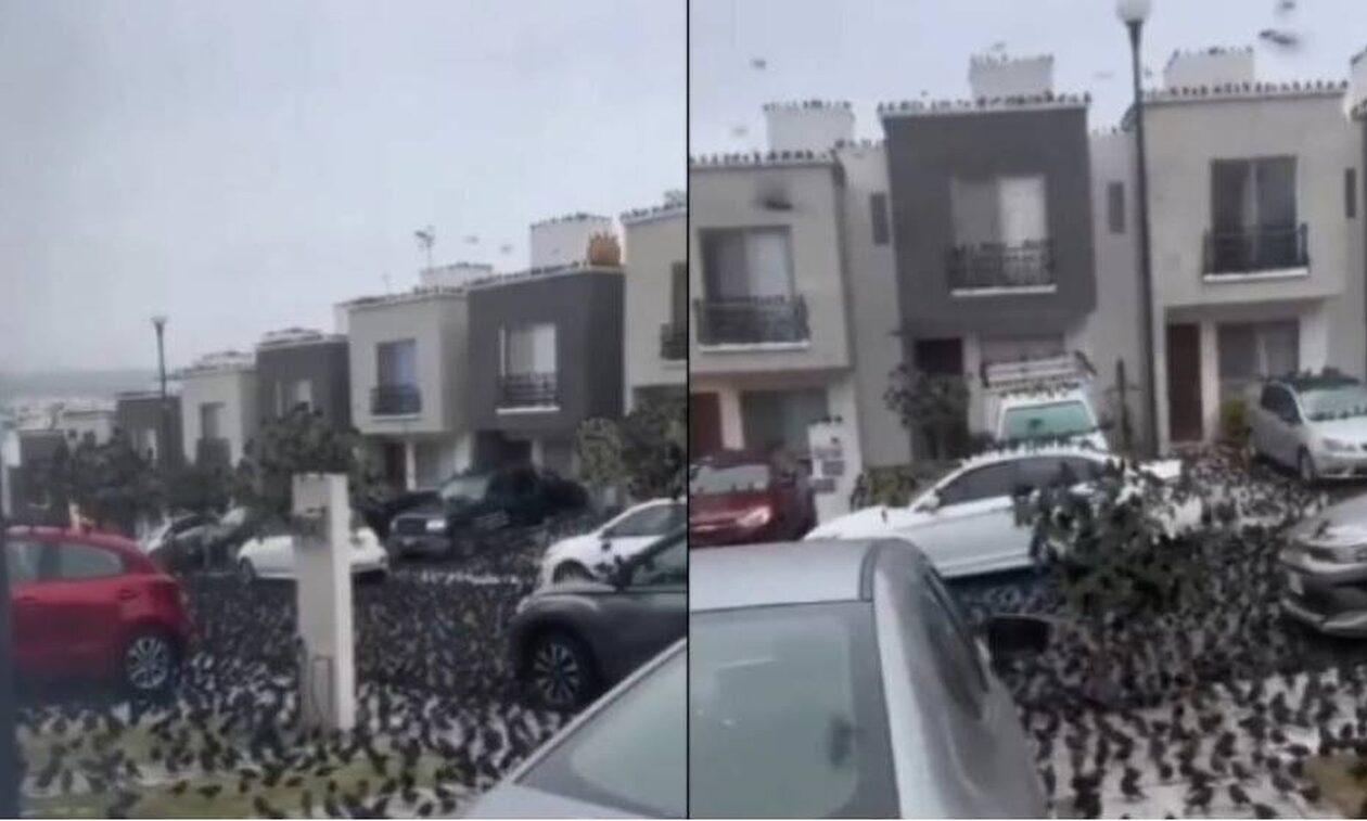 Έρχεται το «τέλος του κόσμου;»!!- Το “σημάδι” στο Μεξικό με σμήνη πουλιών στους δρόμους Έρχεται το «τέλος του κόσμου;»!!- Το “σημάδι” στο Μεξικό με σμήνη πουλιών στους δρόμους