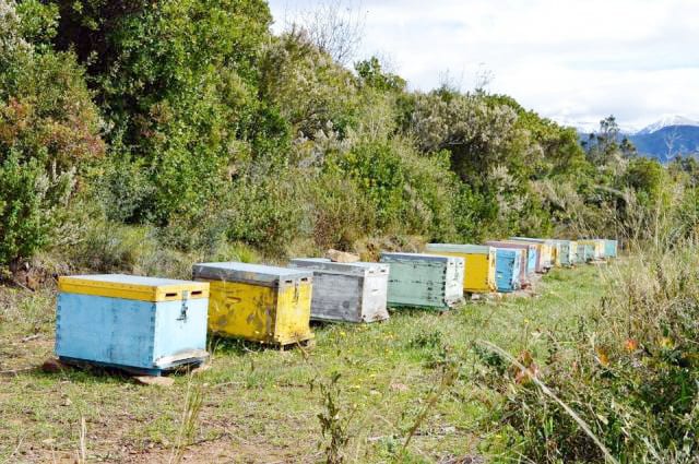 Ενίσχυση μελισσοκόμων με 8 ευρώ ανά κυψέλη, 4 ευρώ για μη επαγγελματίες