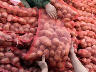Σπουδαία ανθρωπιστική κίνηση αγρότη από την Καστοριά: χάρισε 25 τόνους πατάτας σε φτωχούς