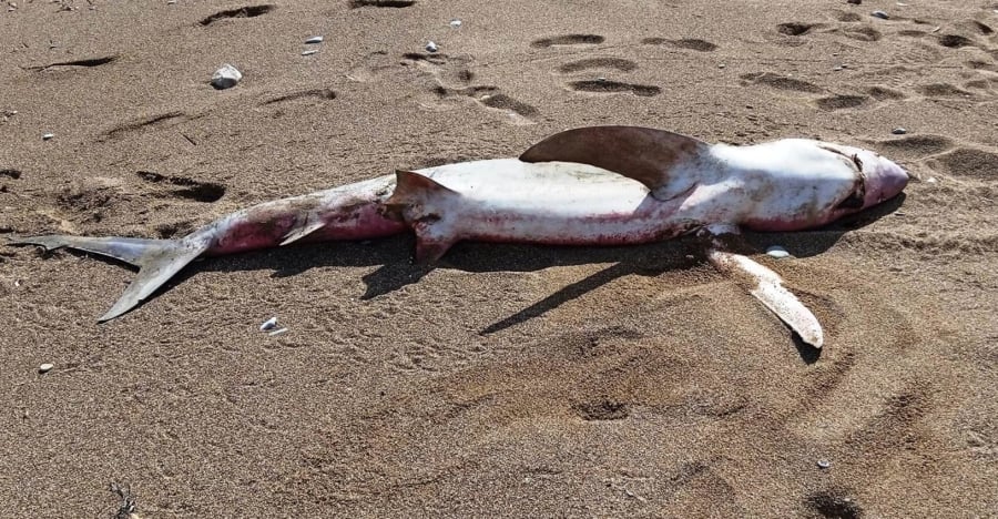 Κρήτη: Νεκρός καρχαρίας βρέθηκε σε παραλία της Κισσάμου