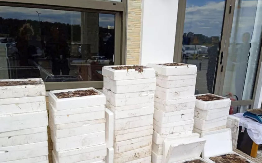 Συνελήφθη 45χρονος στο Πόρτο Λάγος να μεταφέρει 410 κιλά ολοθούρια Συνελήφθη 45χρονος στο Πόρτο Λάγος να μεταφέρει 410 κιλά ολοθούρια
