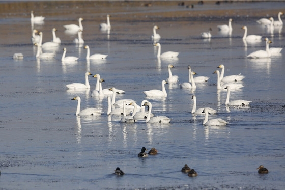 Πάνω από 9.000 υδρόβια πουλιά ξεχειμώνιασαν φέτος στο Δέλτα του ‘Εβρου