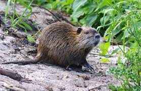 ΠΑΡΟΥΣΙΑ ΜΥΟΚΑΣΤΟΡΑ (Myocastor coypus) ΣΤΟ ΕΘΝΙΚΟ ΠΑΡΚΟ ΑΝΑΤΟΛΙΚΗΣ ΜΑΚΕΔΟΝΙΑΣ -ΘΡΑΚΗΣ ΠΑΡΟΥΣΙΑ ΜΥΟΚΑΣΤΟΡΑ (Myocastor coypus) ΣΤΟ ΕΘΝΙΚΟ ΠΑΡΚΟ ΑΝΑΤΟΛΙΚΗΣ ΜΑΚΕΔΟΝΙΑΣ -ΘΡΑΚΗΣ