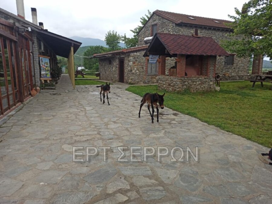 Σέρρες: Σπάνιο φαινόμενο από φοράδα που γέννησε δίδυμα Σέρρες: Σπάνιο φαινόμενο από φοράδα που γέννησε δίδυμα