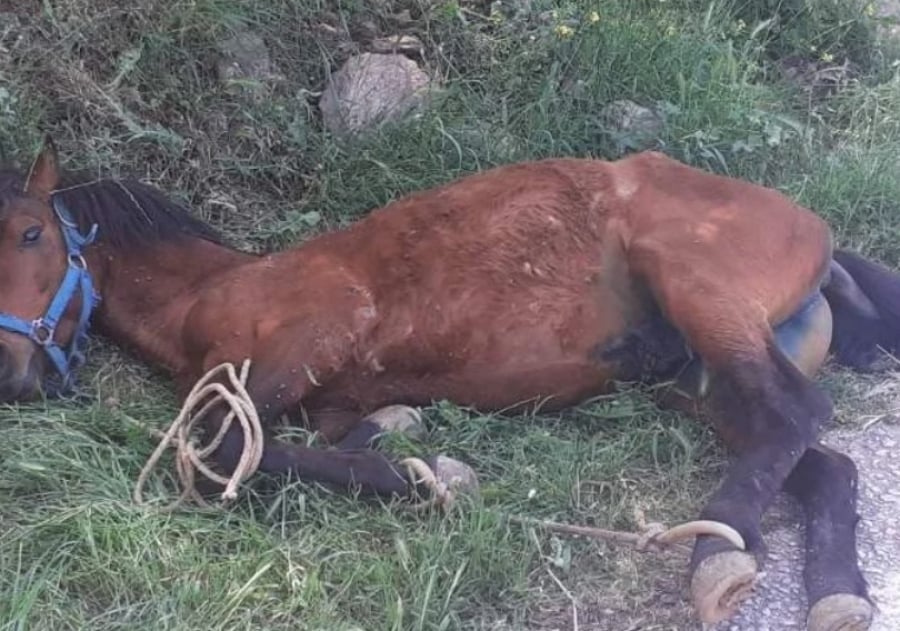 Τζιά: Τουρίστες εντόπισαν άλογο δεμένο και κρεμασμένο σε πλαγιά Τζιά: Τουρίστες εντόπισαν άλογο δεμένο και κρεμασμένο σε πλαγιά