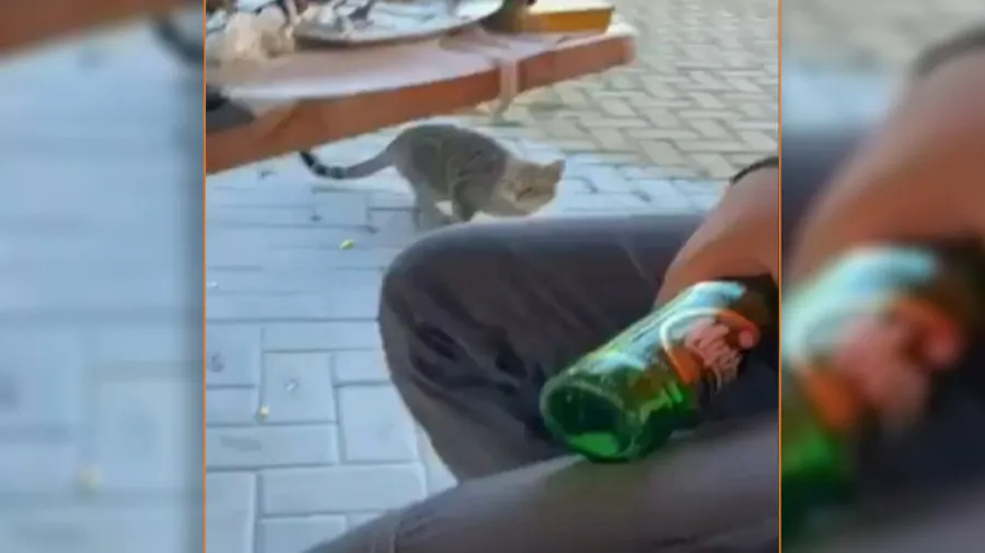 Θάσος- Kακοποίηση ζώου: Δελεάζει γάτα με μεζέ και τη χτυπάει στο κεφάλι με μπουκάλι