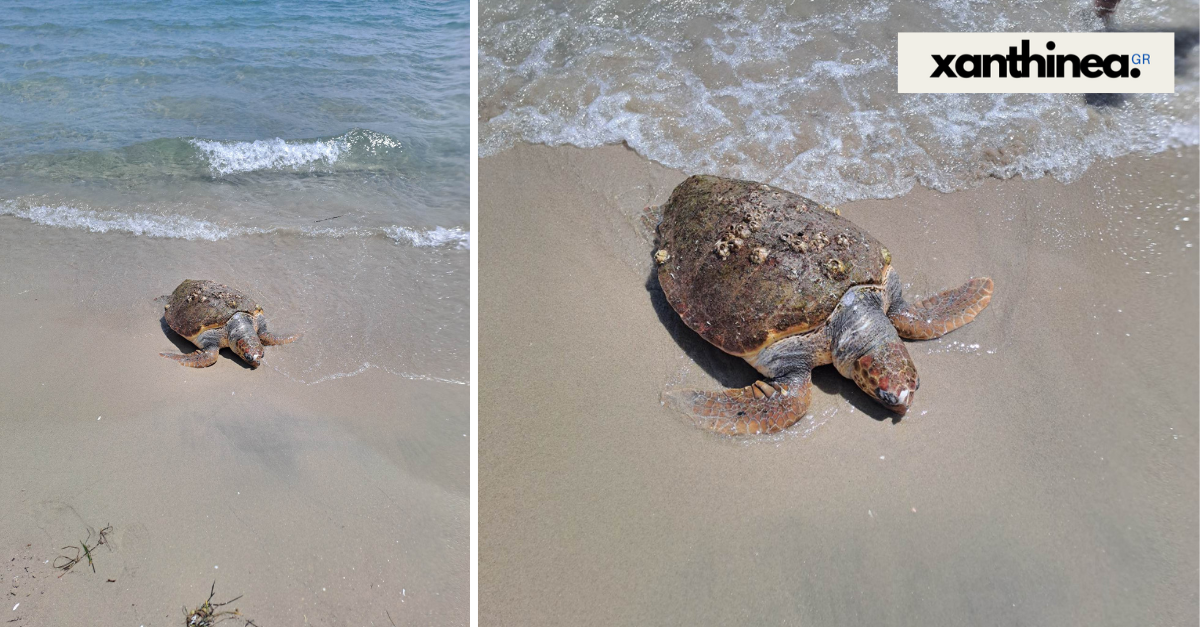 Νεκρή χελώνα στην παραλία του Μυρωδάτου Ξάνθης