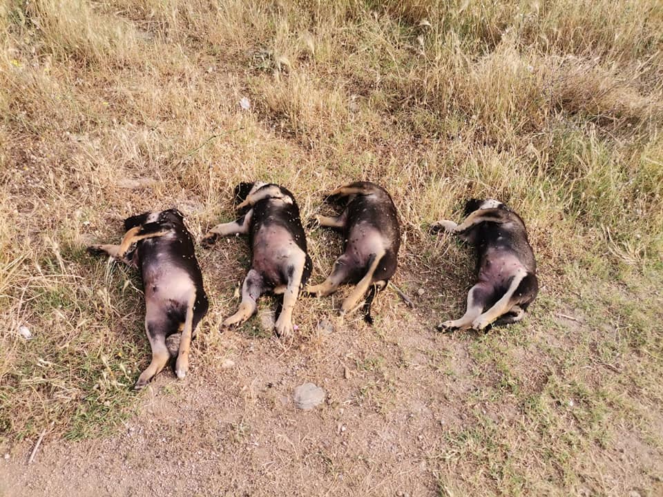 Ξάνθη: Βρέθηκαν νεκρά κουτάβια κοντά στα Κιμμέρια Ξάνθη: Βρέθηκαν νεκρά κουτάβια κοντά στα Κιμμέρια