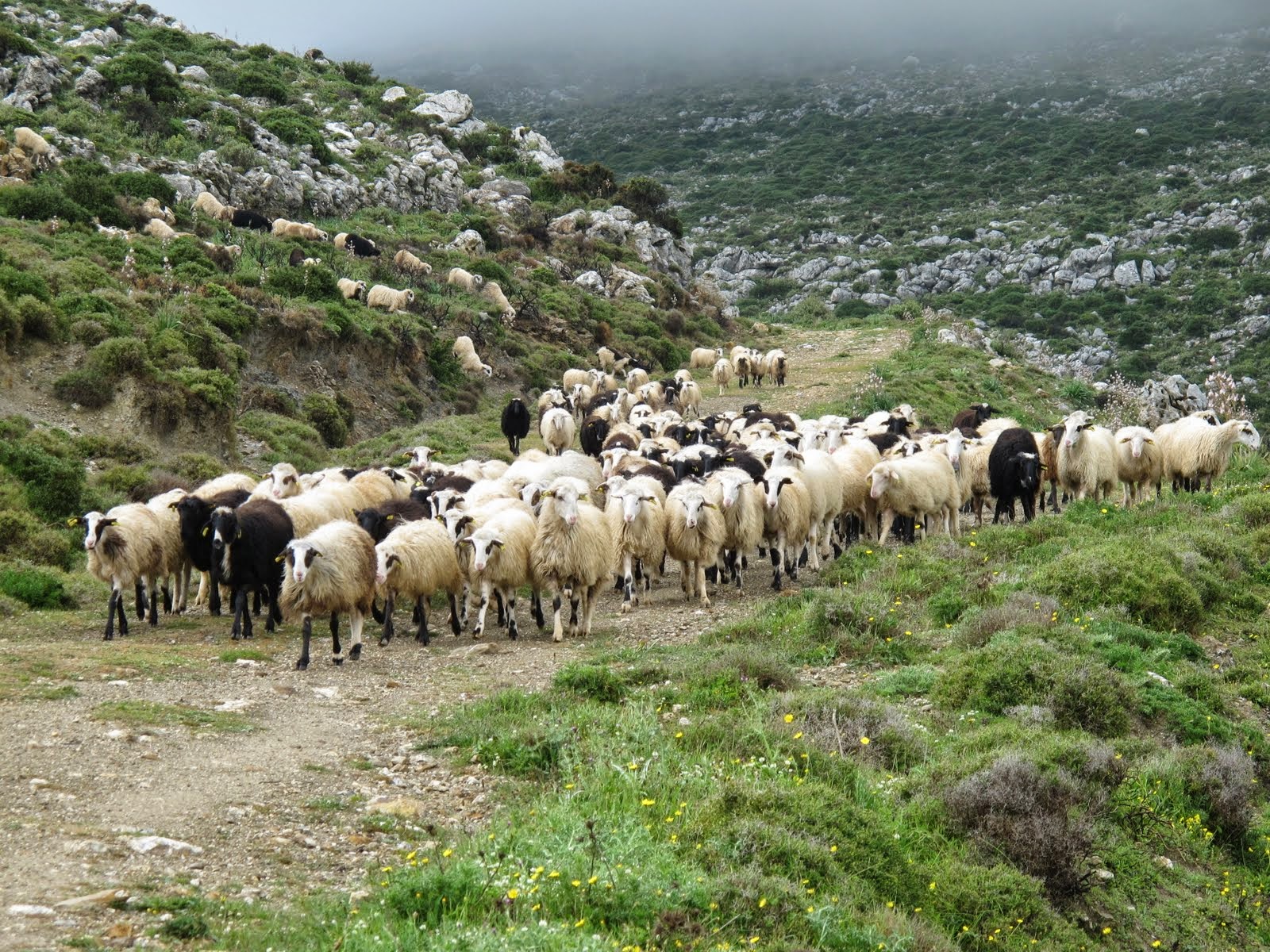 Συνδεδεμένες ενισχύσεις: Άνοιξε ο δρόμος για πληρωμές με το ΦΕΚ-αναλυτικά τα ποσά Συνδεδεμένες ενισχύσεις: Άνοιξε ο δρόμος για πληρωμές με το ΦΕΚ-αναλυτικά τα ποσά