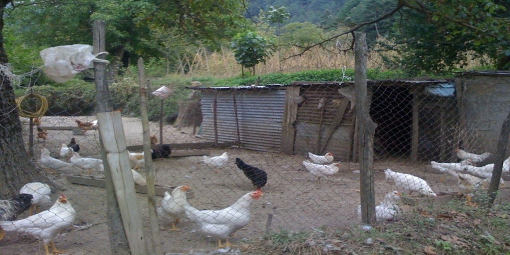 Γεγονός είναι πλέον το  πρώτο πλαφόν σε κότες και πρόβατα στα χωριά- Μπαίνουν κανόνες