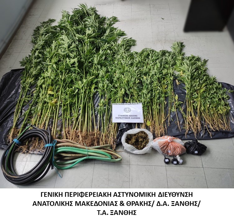 Ξάνθη: Συνελήφθη για καλλιέργεια κάνναβης στην αυλή του σπιτιού του