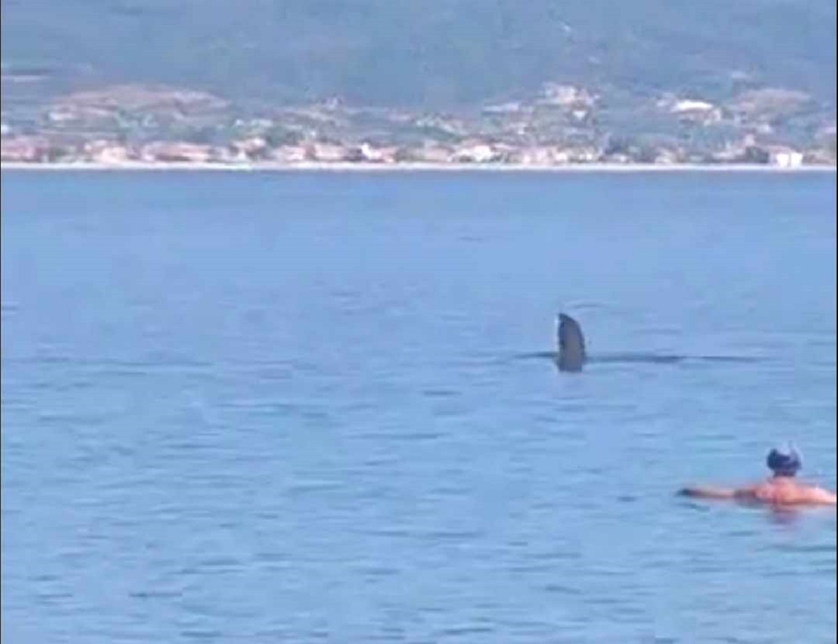 Θεσσαλονίκη: Τεράστιο ψάρι σε παραλία του Σταυρού Θεσσαλονίκη: Τεράστιο ψάρι σε παραλία του Σταυρού