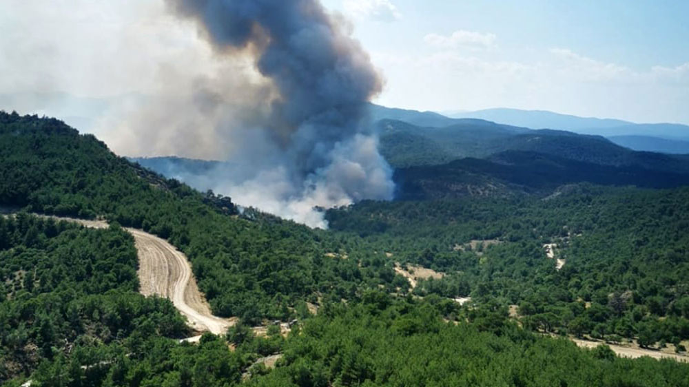 Προέδρος Δασολογίας και Φυσικού Περιβάλλοντος ΑΠΘ: “Το δάσος της Δαδιάς έχει χαθεί-Δεν θα το ξαναδούμε όπως το ξέραμε”