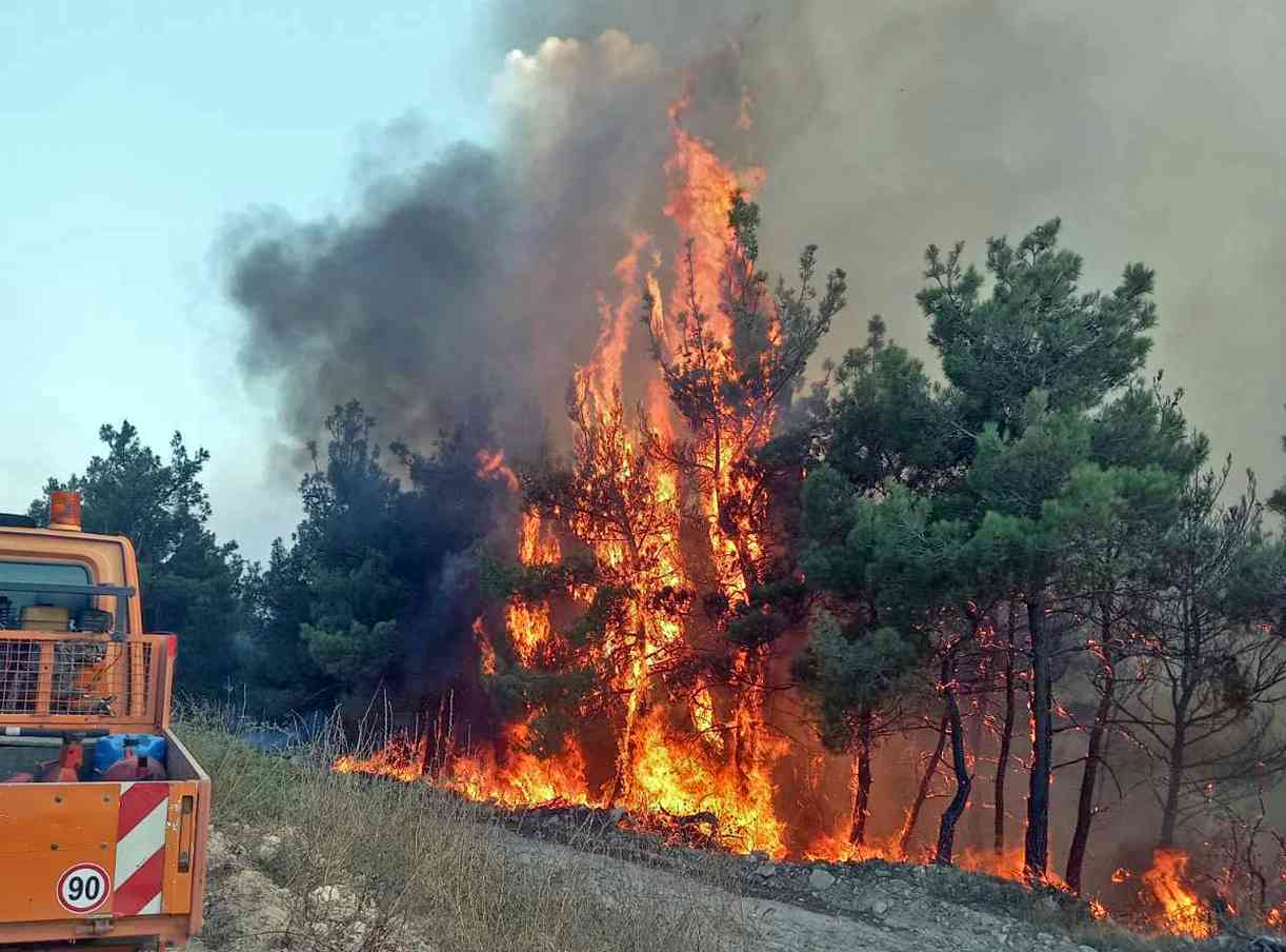 Έβρος-Δαδιά: Πώς η πυρκαγιά επηρεάζει την άγρια πανίδα του Δάσους Έβρος-Δαδιά: Πώς η πυρκαγιά επηρεάζει την άγρια πανίδα του Δάσους