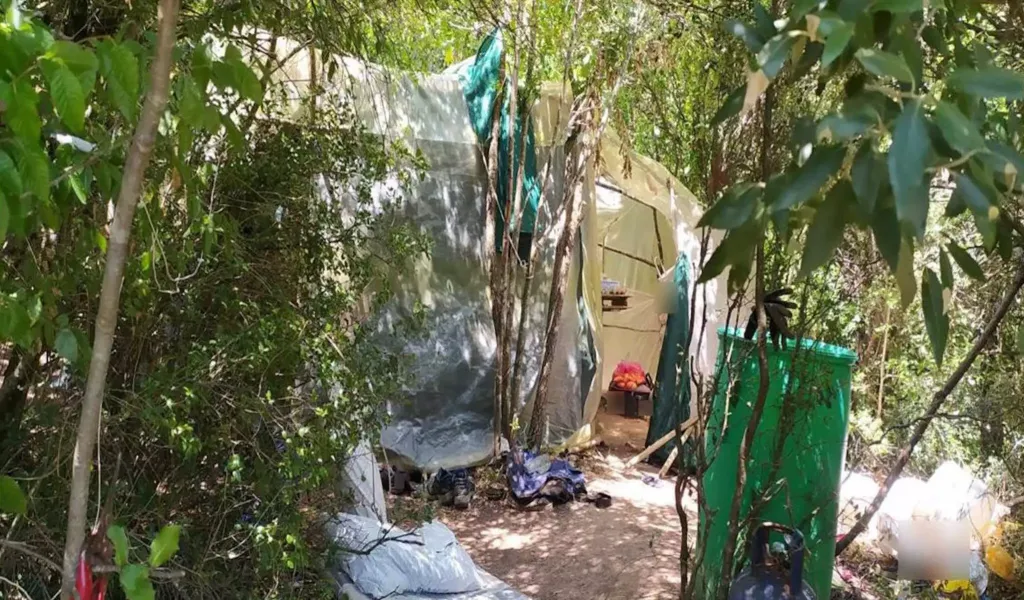 Καβάλα: Εντοπίστηκε φυτεία κάνναβης σε δασική περιοχή του Παγγαίου- Βρέθηκαν ηλιακά πάνελ και αντλίες βενζίνης Καβάλα: Εντοπίστηκε φυτεία κάνναβης σε δασική περιοχή του Παγγαίου- Βρέθηκαν ηλιακά πάνελ και αντλίες βενζίνης