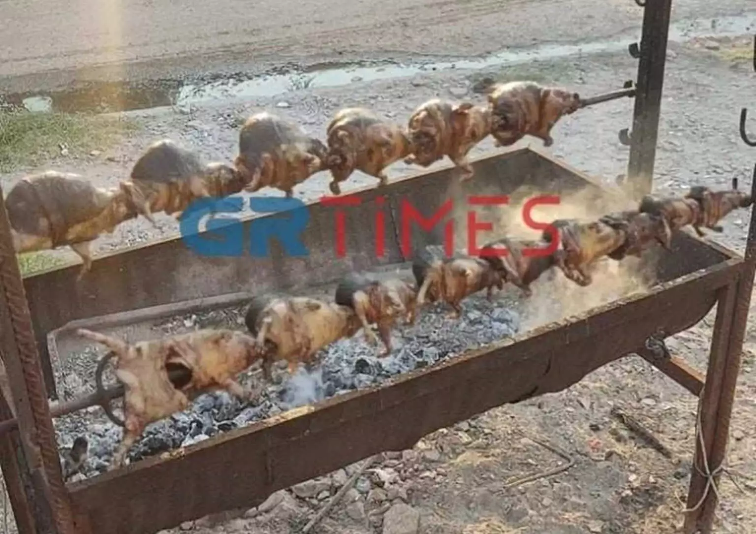Θεσσαλονίκη: 35χρονος σκότωσε και σούβλισε σκαντζόχοιρους Θεσσαλονίκη: 35χρονος σκότωσε και σούβλισε σκαντζόχοιρους