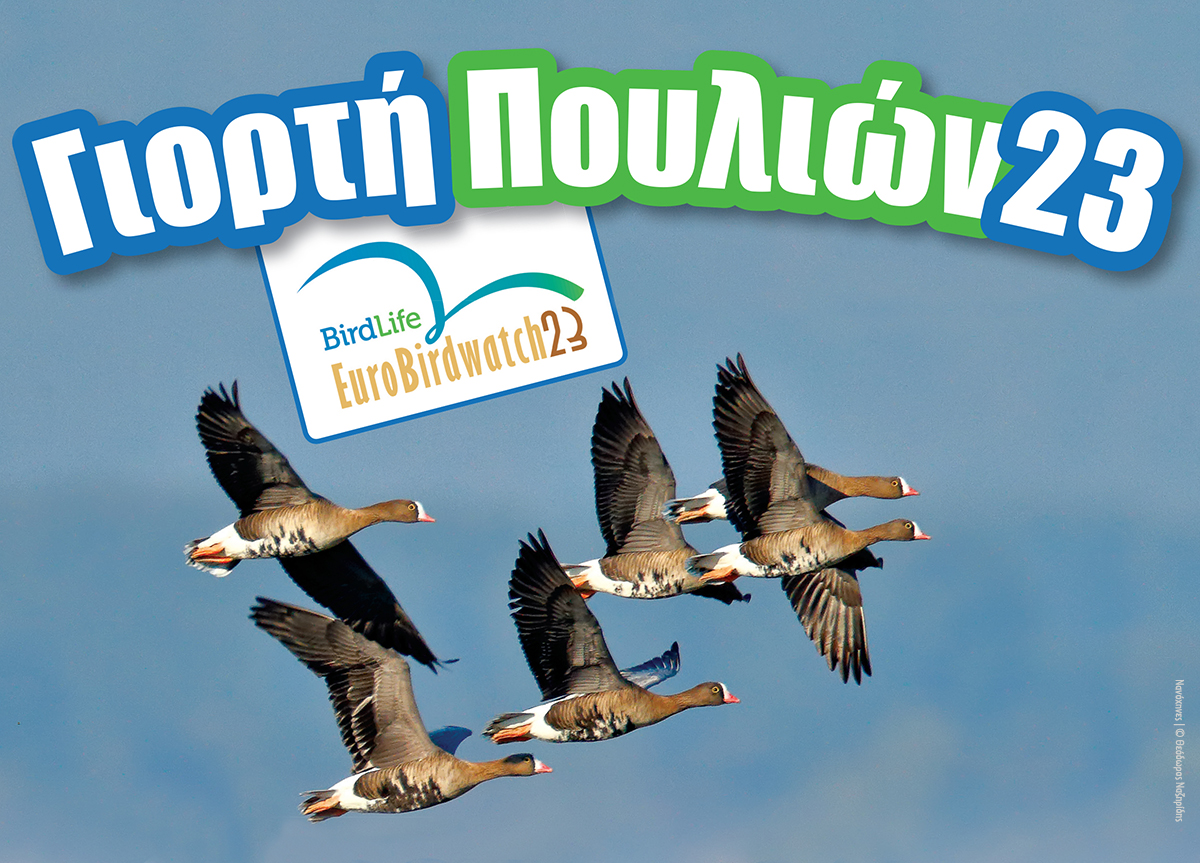 Ευρωπαϊκή Γιορτή των Πουλιών 2023- Μια γιορτή αφιερωμένη στη φθινοπωρινή μετανάστευση-Πρόγραμμα Εκδηλώσεων