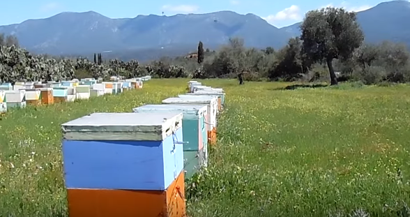 Οι μελισσοκόμοι του Έβρου ζητούν «σχέδιο αναγέννησης» για την αποκατάσταση της μελισσοκομίας Οι μελισσοκόμοι του Έβρου ζητούν «σχέδιο αναγέννησης» για την αποκατάσταση της μελισσοκομίας