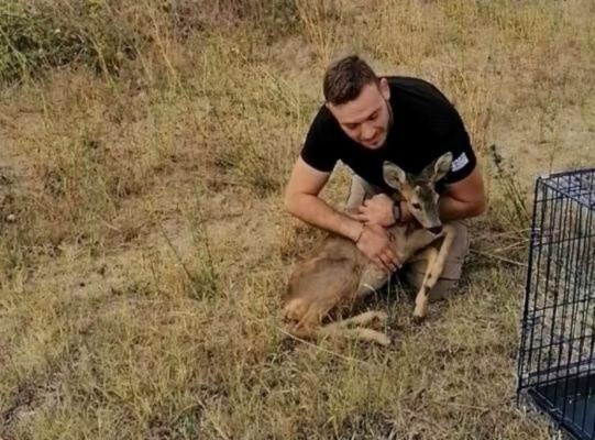Απελευθέρωση νεαρού Ζαρκαδιού από το Δασαρχείο Διδυμοτείχου Απελευθέρωση νεαρού Ζαρκαδιού από το Δασαρχείο Διδυμοτείχου