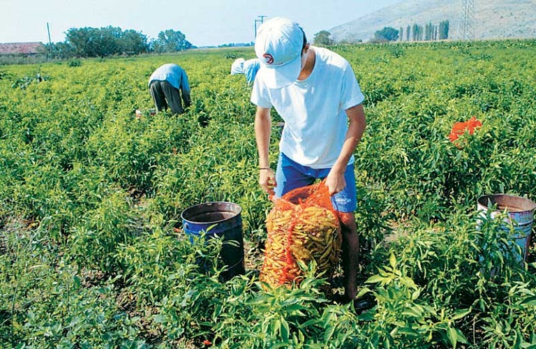 Υπουργείο Αγροτικής Ανάπτυξης και Τροφίμων: Τι εξετάζει  για ΕΛΓΑ και για  αγροτικά προϊόντα