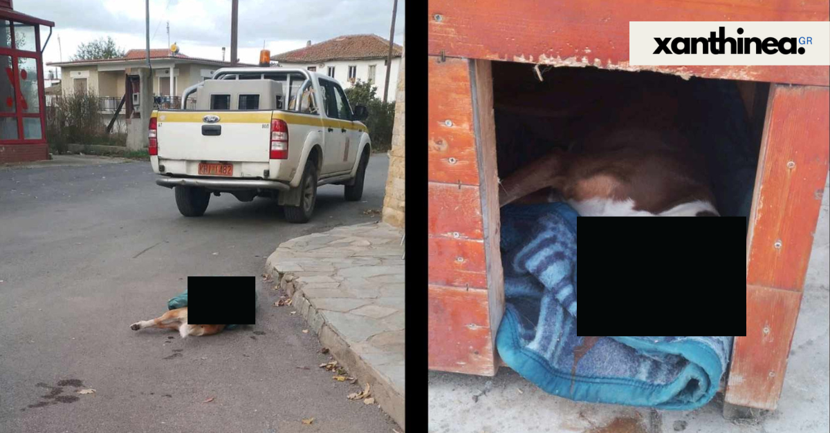 Ξάνθη: Έριξαν φόλες στη Γενισέα και σκότωσαν σκυλιά Ξάνθη: Έριξαν φόλες στη Γενισέα και σκότωσαν σκυλιά