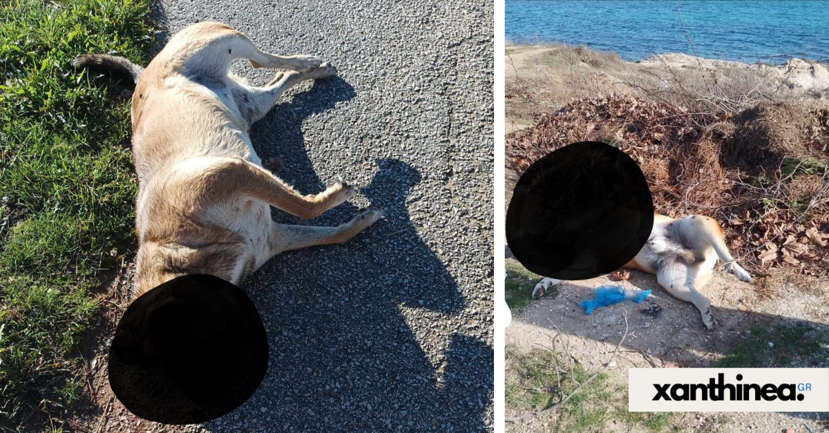 Ξάνθη: Τέσσερα σκυλιά βρέθηκαν δολοφονημένα στην παραλιακή ζώνη