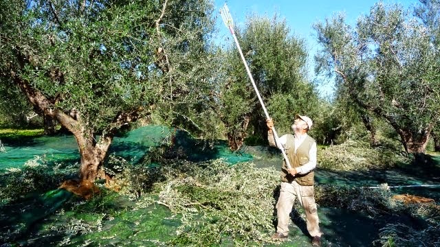 Καβάλα: Κλάπηκαν τρεις τόνοι από ελιές -Το κόστος της ζημιάς και πόσο ελαιόλαδο μπορούν να δώσουνΗ εκτίμηση για το κόστος της ζημιάς Καβάλα: Κλάπηκαν τρεις τόνοι από ελιές -Το κόστος της ζημιάς και πόσο ελαιόλαδο μπορούν να δώσουνΗ εκτίμηση για το κόστος της ζημιάς