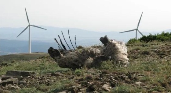 Προστασία του περιβάλλοντος και των οικοσυστημάτων σε Ροδόπη και Έβρο ζητούν με κοινή επιστολή τους 9 περιβαλλοντικές οργανώσεις Προστασία του περιβάλλοντος και των οικοσυστημάτων σε Ροδόπη και Έβρο ζητούν με κοινή επιστολή τους 9 περιβαλλοντικές οργανώσεις