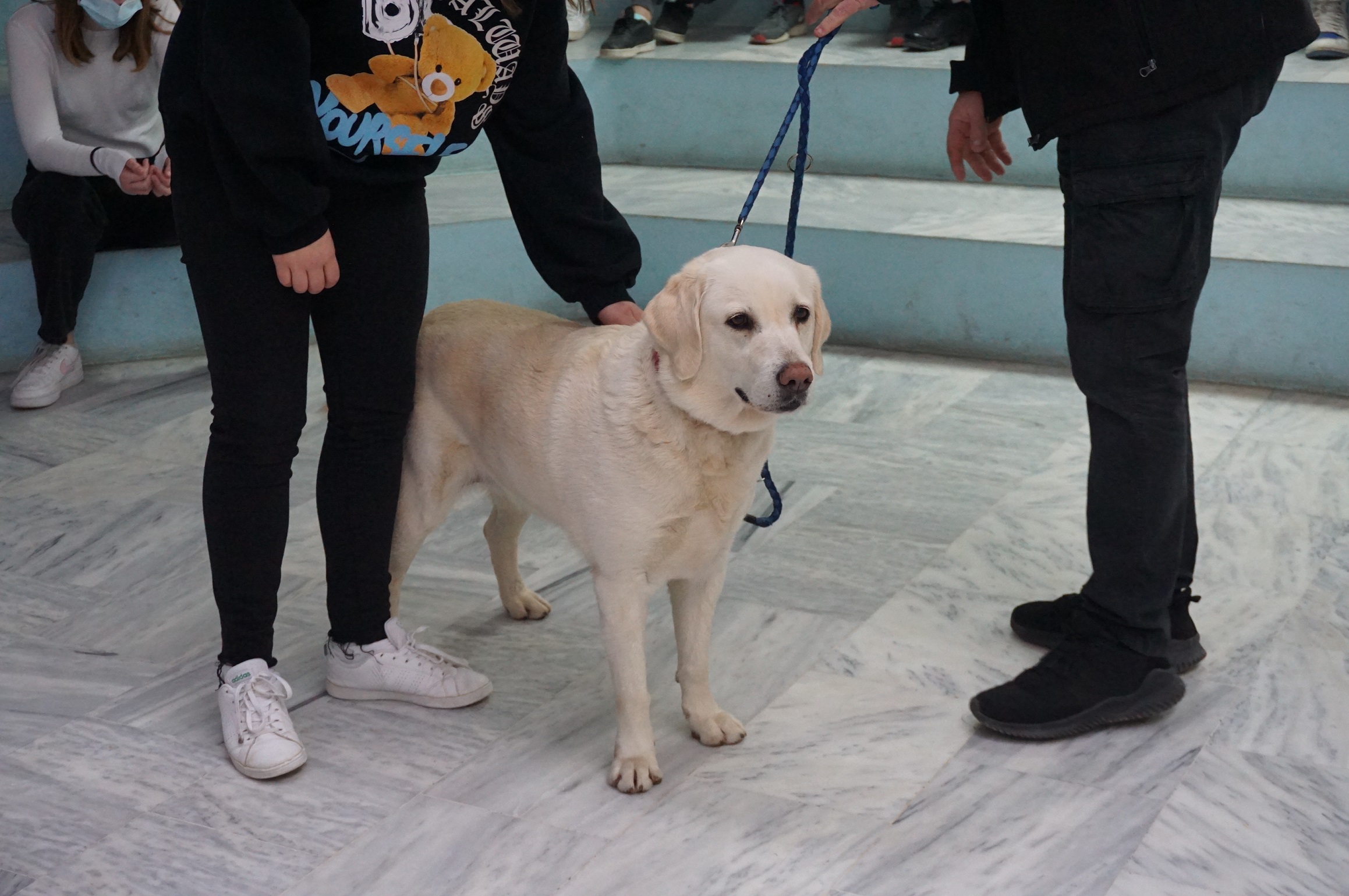 O Δήμος Κομοτηνής επαναλαμβάνει για φέτος το Εκπαιδευτικό Πρόγραμμα Κυνοφιλίας στα σχολεία O Δήμος Κομοτηνής επαναλαμβάνει για φέτος το Εκπαιδευτικό Πρόγραμμα Κυνοφιλίας στα σχολεία
