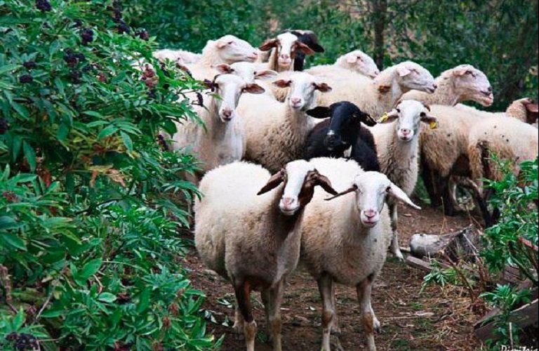 Τουρκία: Kρούσμα πανώλης των μικρών μηρυκαστικών κοντά στα Ελληνοτουρκικά σύνορα-Σε επιφυλακή οι κτηνιατρικές αρχές της χώρας μας Τουρκία: Kρούσμα πανώλης των μικρών μηρυκαστικών κοντά στα Ελληνοτουρκικά σύνορα-Σε επιφυλακή οι κτηνιατρικές αρχές της χώρας μας