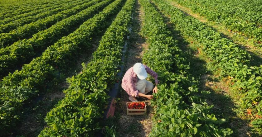 Υπ. Αγροτικής Ανάπτυξης και Τροφίμων: Στήριξη στους Νέους Αγρότες- Αιτήσεις για ενίσχυση έως 42.500 ευρώ – Προϋποθέσεις
