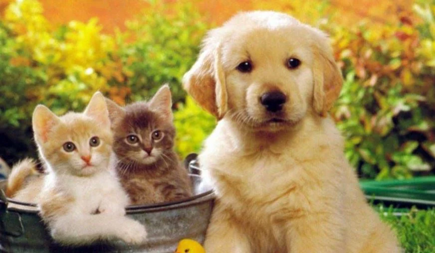 Άνοιξε η πλατφόρμα pet.gov.gr για τα ζώα συντροφιάς Άνοιξε η πλατφόρμα pet.gov.gr για τα ζώα συντροφιάς