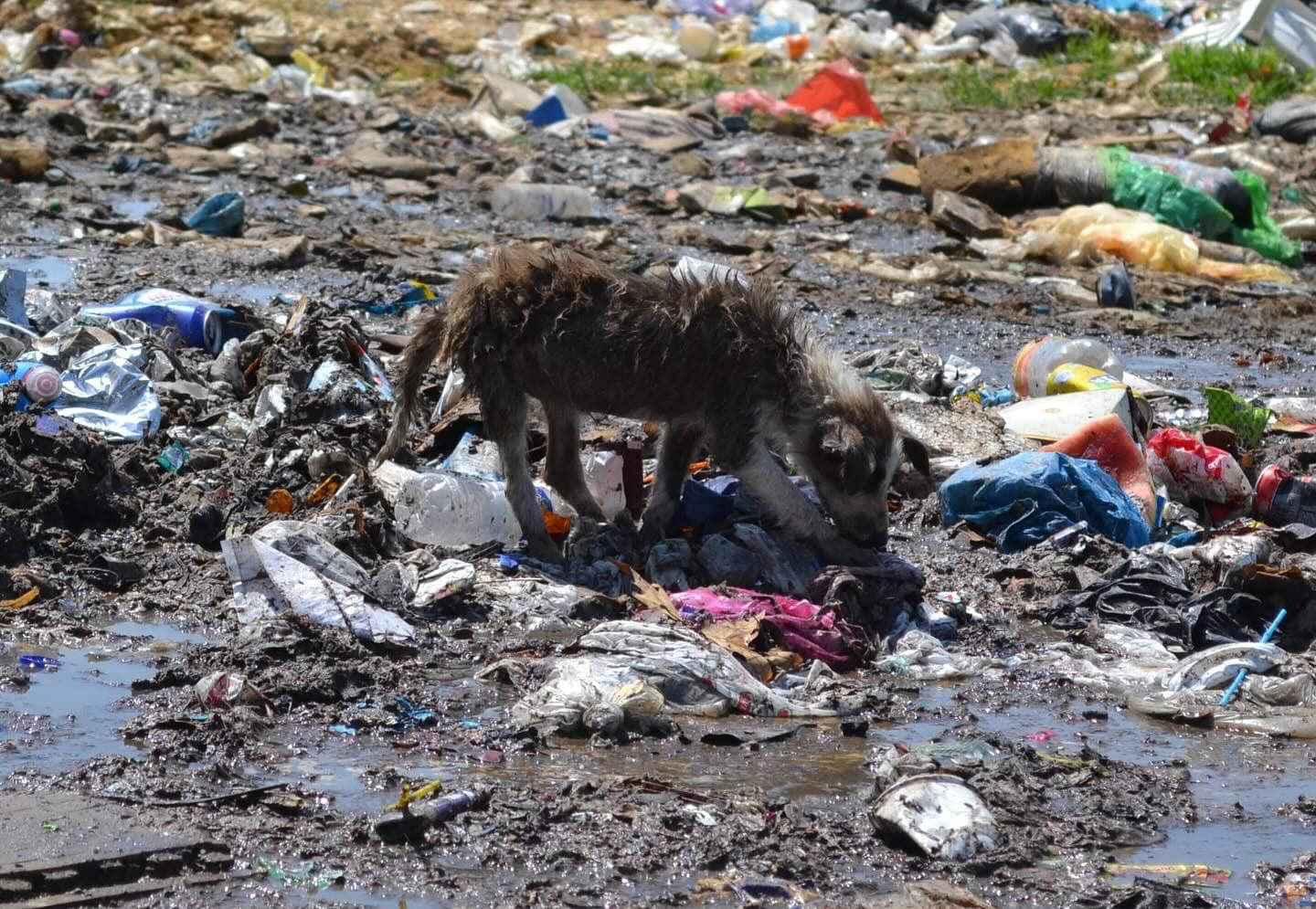 Ντίνος Χαριτόπουλος : «Να ξεκινήσει άμεσα η κατασκευή του κυνοκομείου που δημοπρατήθηκε από την προηγούμενη δημοτική αρχή Μαρωνείας – Σαπών»