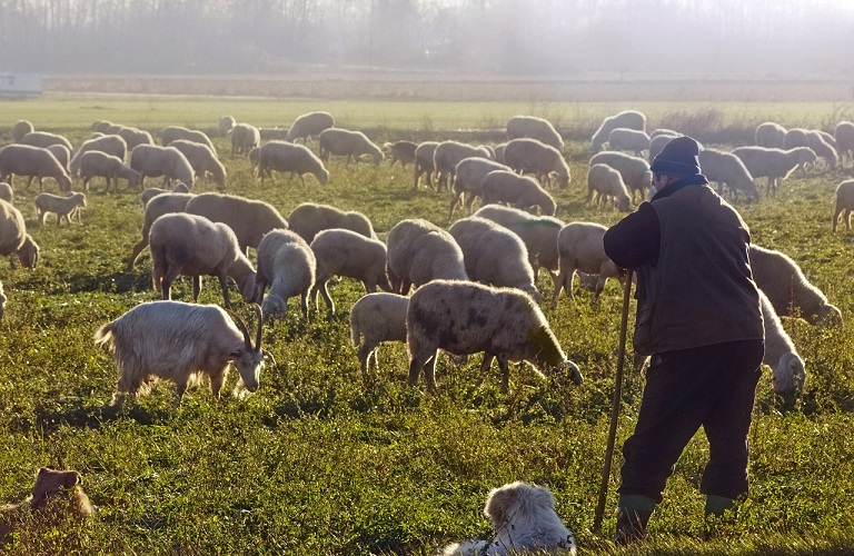 Άνοιξε η πλατφόρμα για αποζημιώσεις στους κτηνοτρόφους – Ποιους αφορά