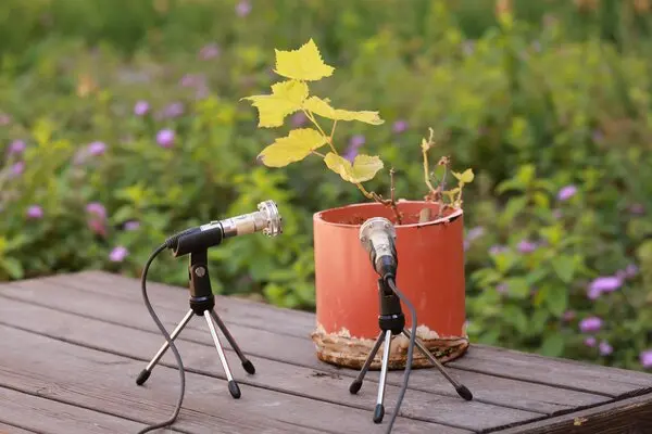 Επιστήμονες ανακάλυψαν ήχους που βγάζουν τα φυτά όταν τα κόβουμε ή τα πληγώνουμε!- Kι όμως, τα φυτά φωνάζουν!! (video)