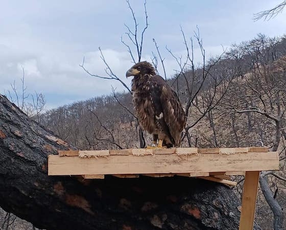 Ένας σπάνιος μικρός θαλασσαετός διασώθηκε στον Έβρο Ένας σπάνιος μικρός θαλασσαετός διασώθηκε στον Έβρο