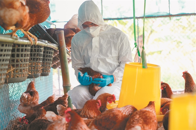 Mεγάλη αύξηση κρουσμάτων γρίπης των πτηνών στην Ευρώπη-Αυξάνεται ο κίνδυνος μετάδοσης σε ανθρώπους