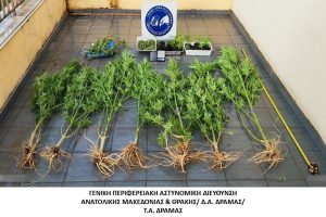 Συνελήφθη ημεδαπός κατηγορούμενος για καλλιέργεια και διακίνηση ναρκωτικών Συνελήφθη ημεδαπός κατηγορούμενος για καλλιέργεια και διακίνηση ναρκωτικών