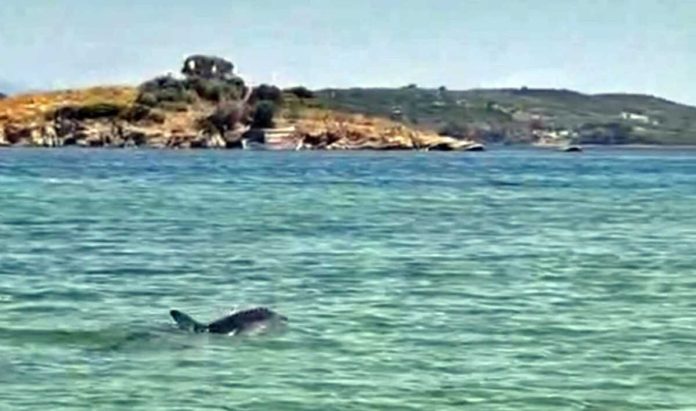 Νέα Πέραμος: Δελφίνι εντοπίστηκε να «κολυμπάει» στα ρηχά Νέα Πέραμος: Δελφίνι εντοπίστηκε να «κολυμπάει» στα ρηχά