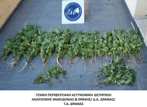 Συνελήφθη στο πλαίσιο συντονισμένης αστυνομικής επιχείρησης ημεδαπός κατηγορούμενος για καλλιέργεια ναρκωτικών Συνελήφθη στο πλαίσιο συντονισμένης αστυνομικής επιχείρησης ημεδαπός κατηγορούμενος για καλλιέργεια ναρκωτικών