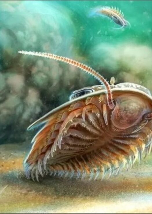 Τι είναι “οι Τριλοβίτες της Πομπηίας” που βρήκαν οι επιστήμονες