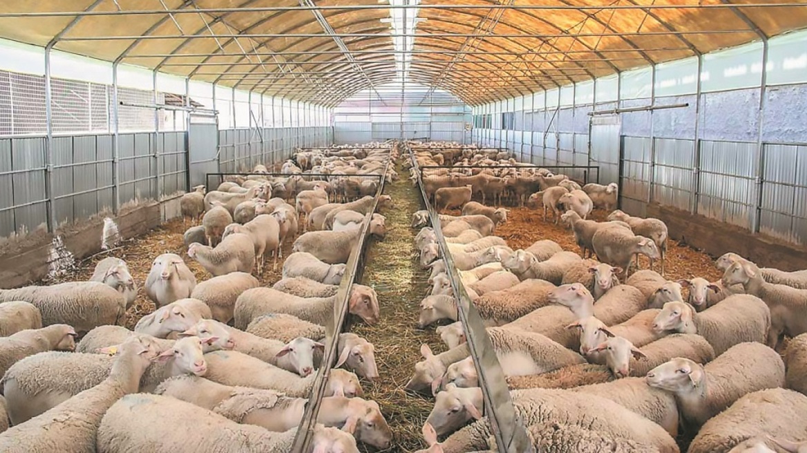 Έλεγχοι στα αιγοπρόβατα όλης της Θράκης προγραμματίστηκαν από την ΠΑΜΘ για τον ιό της πανώλης Έλεγχοι στα αιγοπρόβατα όλης της Θράκης προγραμματίστηκαν από την ΠΑΜΘ για τον ιό της πανώλης