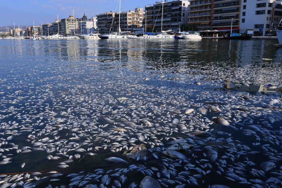 Βόλος: Σοκάρουν οι εικόνες με τα χιλιάδες νεκρά ψάρια Βόλος: Σοκάρουν οι εικόνες με τα χιλιάδες νεκρά ψάρια