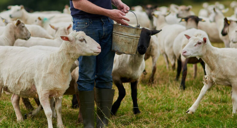 Eνημέρωση των κτηνοτρόφων για την απογραφή ζωικού κεφαλίου, από την Δ/νση Κτηνιατρικής της Περιφέρειας ΑΜΘ Eνημέρωση των κτηνοτρόφων για την απογραφή ζωικού κεφαλίου, από την Δ/νση Κτηνιατρικής της Περιφέρειας ΑΜΘ