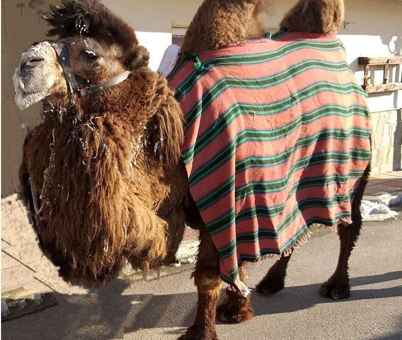 Πετρούσα Δράμας: Αναβίωση του δρώμενου “Μπάμπιντεν” -Ποια η προέλευσή του και τι συμβολίζει Πετρούσα Δράμας: Αναβίωση του δρώμενου “Μπάμπιντεν” -Ποια η προέλευσή του και τι συμβολίζει