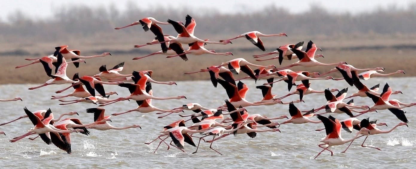 Ο ΟΦΥΠΕΚΑ γιορτάζει την Ευρωπαϊκή Ημέρα Natura 2000 με εκδηλώσεις σε όλη την Ελλάδα Ο ΟΦΥΠΕΚΑ γιορτάζει την Ευρωπαϊκή Ημέρα Natura 2000 με εκδηλώσεις σε όλη την Ελλάδα
